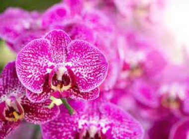 Ý nghĩa hoa lan hồ điệp màu tím