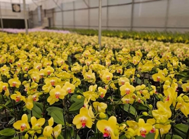 Ý nghĩa lan hồ điệp