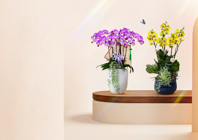 Lan hồ điệp Tết